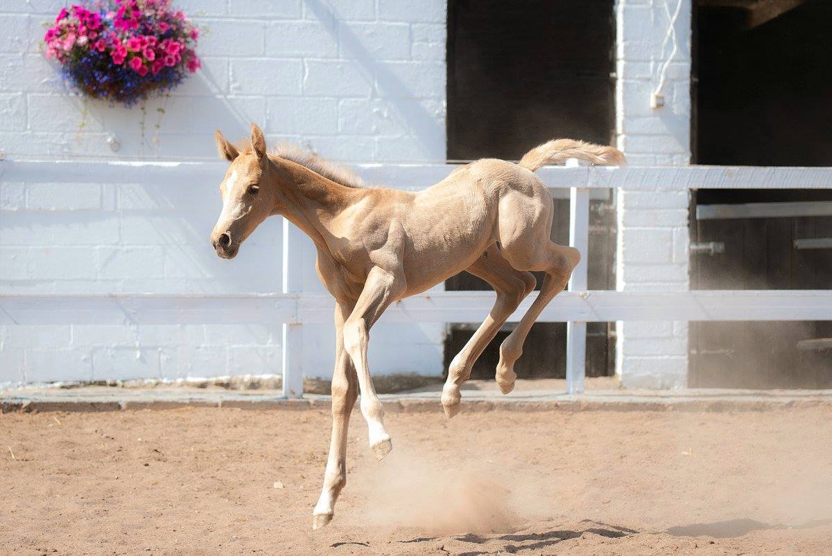 Homebred Foals From Solaris Stud